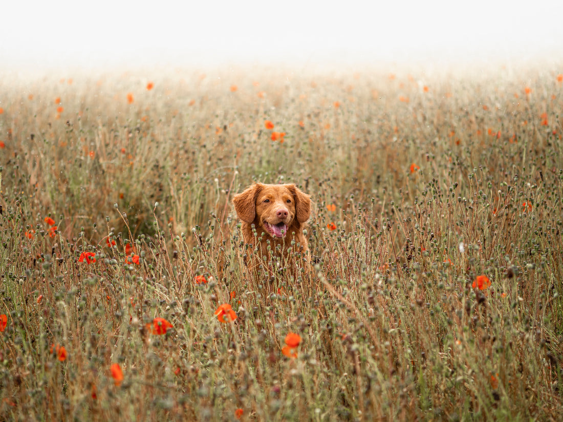 A dog sitting in the middle of a flowery meadow